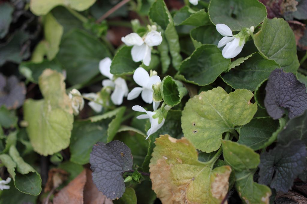 Viola odorata bianca?  Viola alba?   Da rianalizzare